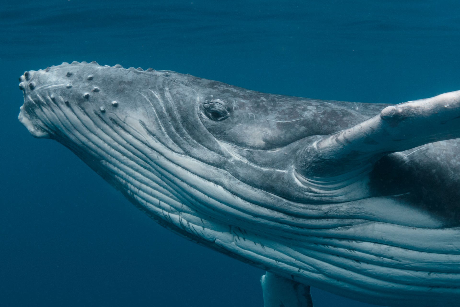 Big Whale is Watching You: How Large Holders Shape the Crypto Market Mood